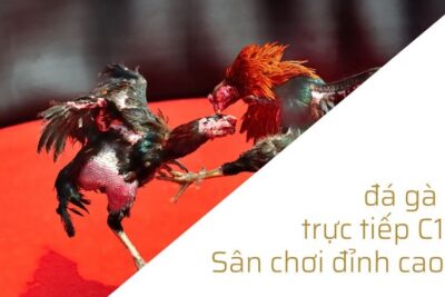 Đá gà trực tiếp C1 – Sân chơi đỉnh cao của những chiến kê