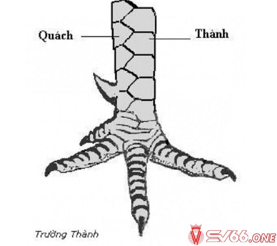 Nếu chiến kê có vảy trường thành có thể được xếp vào hàng Quý kê.