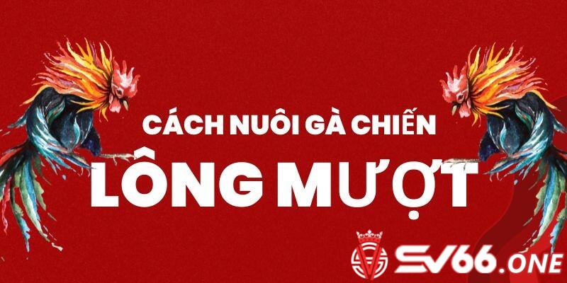 Tổng hợp cách nuôi gà đá cho lông bóng mượt